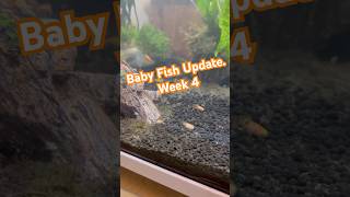 Update Baby Fish are Thriving week 4 babyfish fish fishfry aquariumfish [upl. by Hijoung]