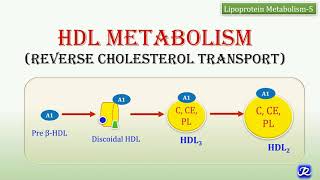 23 HDL Metabolism  Reverse Cholesterol Transport  Lipid Metabolism  Biochemistry [upl. by Siubhan]