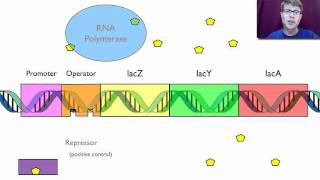 Gene Regulation [upl. by Aihseit]