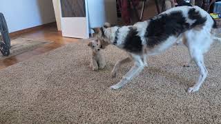 Borzoi Puppy meets the Plush Dog [upl. by Arriet]