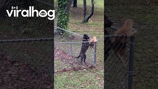 Dog Keeps Cat Contained In Yard  ViralHog [upl. by Yehudi]