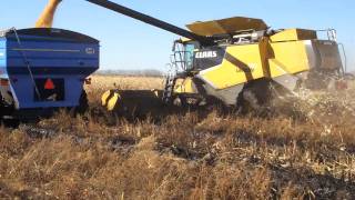 CLAAS Lexion 770 Terra Trac Unloading [upl. by Ainollopa585]