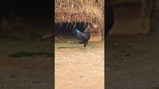 namafarm otha kaala joke vivekcomedy tamilshorts comedyvideo kollywood farmlife [upl. by Latsyek]