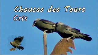 CHOUCAS des TOURS cris [upl. by Caye837]