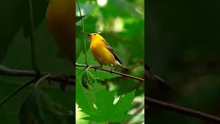 Prothonotary Warbler she is Tenacious  La Paruline Orangée est Tenace shorts short shortvideo [upl. by Assenahs]