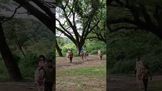 Horse back riding at El Kabayo Clarkfield Pampanga shortsvideo elkabayo horseride nature [upl. by Ecirtak66]