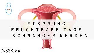 Eisprung  Fruchtbare Tage  Schwanger werden ✪ DSSKde [upl. by Airom]