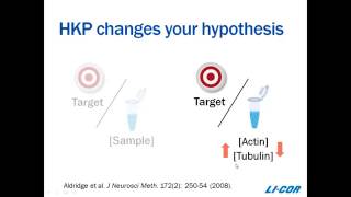 Western Blot Normalization What You Need to Know [upl. by Calvano]