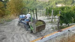 Vendemmia Visconti Diego Bubbio AT Moscato d Asti 2016 [upl. by Enajiram]