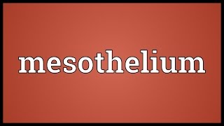 Mesothelium Meaning [upl. by Bloomer]