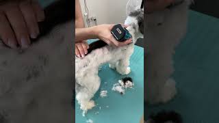 Havanese dog SPA [upl. by Yecniuq355]