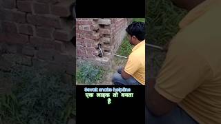 Cobra Snake Rescue Helpline viralvideo cobra venomouscobra funny trending india naagin naag [upl. by Irolam464]