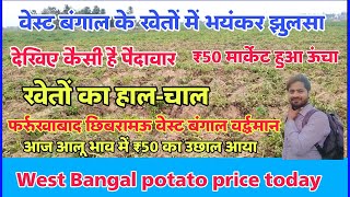 वेस्ट बंगाल के खेतों में भयंकर झुलसा ₹50 मार्केट हुआ ऊंचा West Bengal Potato rate Aalu Ka bhav [upl. by Akiras252]