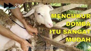 Tutorial cara mencukur bulu domba yang baik benar dan efisien [upl. by Iknarf]