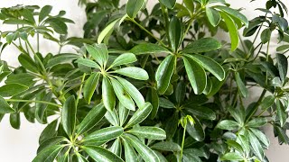 How to care Schefflera plant Umbrella plant [upl. by Fisken]