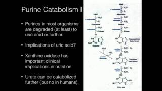 Purine Catabolism [upl. by Mariano952]