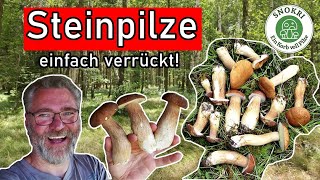 Steinpilze ohne Ende  Die Sommersteinis sind wieder da  Pilze im August 2023 [upl. by Tap683]