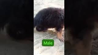 Germanshepherd long coat puppy shortsvideo youtubeshorts cutedog viral 🐕🐕🐕🐕🐕🐕 [upl. by Edgar621]