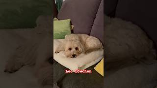 Hunderasse Löwchen hunde doglover löwchen hundevideos cute [upl. by Ahsenad]