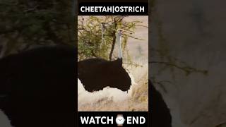 Ostrich cheetah fightwild animalswild encounter shorts ostrich cheetah fighting animals 1m [upl. by Renato]