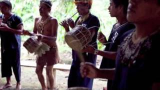 Guayusa Tea from Ecuadors Amazon Rainforest  Sunfood [upl. by Elleryt]