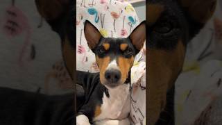 Majestic Basenji Zinga Ray￼ basenji dog beautiful [upl. by Nalyd162]