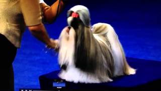 Shih Tzu  National Dog Show [upl. by Enaz288]