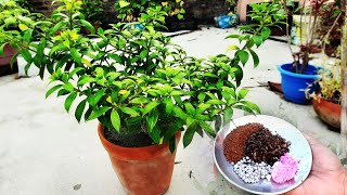 Dwarf Allamanda Care  Best Fertilizer to get More Flowers  Summer Flowering Plants [upl. by Cohlier]