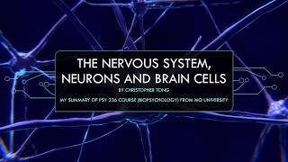 The nervous system neurons and brain cells [upl. by Francklyn251]