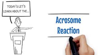 Nuts amp Bolts Acrosome Reaction [upl. by Etsirk]