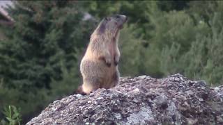 I quotfischiquot delle marmotte [upl. by Pail821]