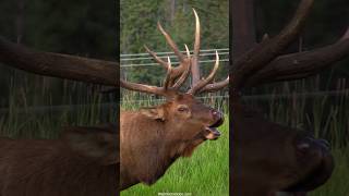 The King of the Elk Rut Bugle [upl. by Latrice]