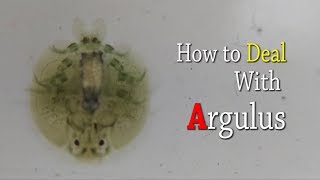 How to deal with argulus [upl. by Henleigh]