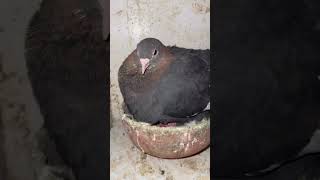 Hatching eggs pigeon budgrie bird kabootar budgregers birdspecies kabutar budgrigar [upl. by Adnovahs530]