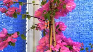 Indoor Tropical Plants Overwintering The Bougainvillea Phalaenopsis and Oncidium Sharry Baby [upl. by Alison]