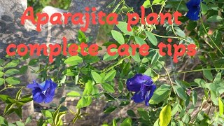 Aparajita plant complete care tips [upl. by Sirahs]