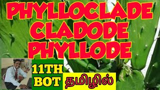 PHYLLODE  PHYLLOCLADE  CLADODE TAMIL EXPLANATION [upl. by Wayne]