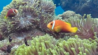 Snorkeling on Ukulhas Maldives West  bikini beach [upl. by Bunnie53]