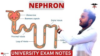 Nephron  Nephron Structure and Function Renal Physiology [upl. by Dorina]