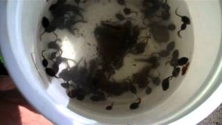 Tadpoles in bucket [upl. by Pitzer]