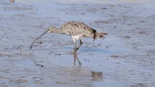 Eastern Curlew Preening2 [upl. by Bagley]