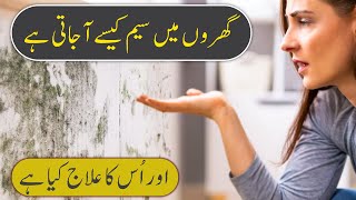 Wall Dampness Problems amp Solutions Maakan Kahani part 09 [upl. by Lancey646]