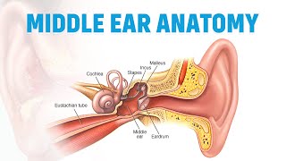 Eardrum to Ossicles Understanding Middle Ear Structure [upl. by Nageet]