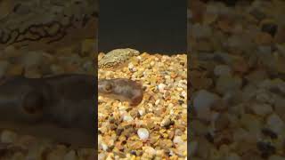 EAU DOUCE ou EAU SAUMATRE  🤩 terrario aquarium pufferfish fish animals pets nature fishtank [upl. by Ahsiela]