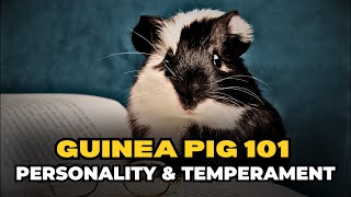 Guinea Pig Personality and Temperament [upl. by Nyrok]