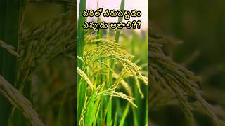 వరిలో నీరుపెట్టడం ఎప్పుడు ఆపాలి🤔 paddy irrigation harvesting agriculture [upl. by Aleafar]