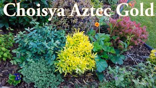 Choisya Aztec Gold Choisya X dewitteana Aztec Gold shrub Mexican Orange Blossom evergreen [upl. by Eanyl]