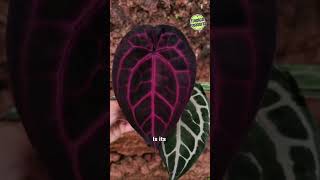 Anthurium Magnificum  Care amp Maintenance anthurium magnificum anthuriumcare anthuriummagnificum [upl. by Yk]