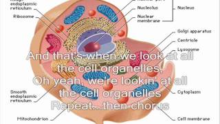 Cell Organelle Rap  Biology Song  Take a look at all the organelles [upl. by Ardnovahs]