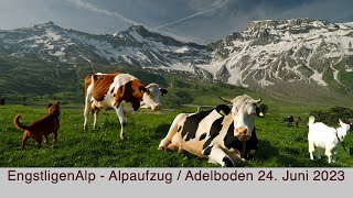 EngstligenAlp  Alpaufzug  Adelboden 24 Juni 2023 [upl. by Juana]